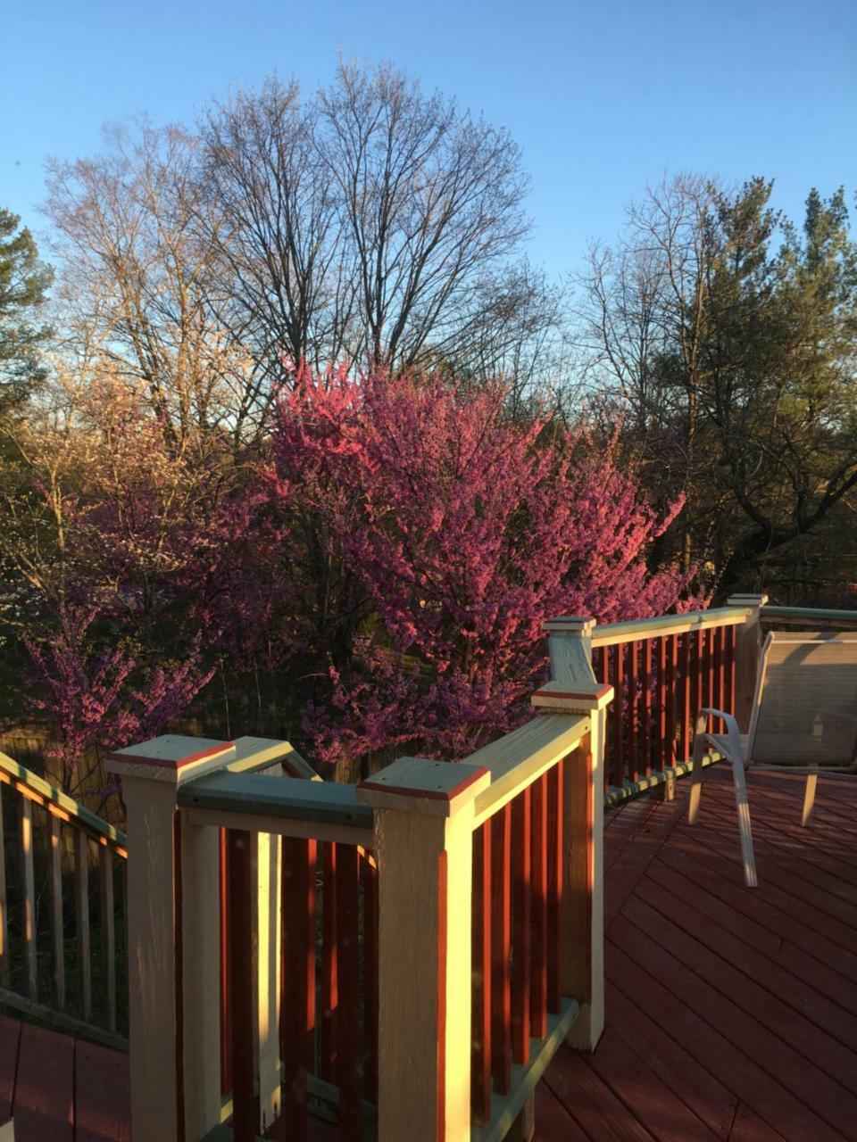 Jonesborough Bed And Breakfast Exterior foto